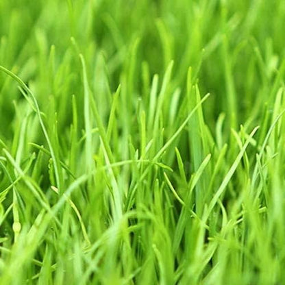 Annual Ryegrass Seeds for Planting - Premium Quality Rye Grass (22 Pounds)