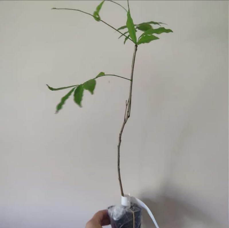 2 Blue Flowering Chinese Wisteria Vines - 6-12" Tall Live Plants - Wisteria Seedlings - Wisteria sinensis - (2 Pack)