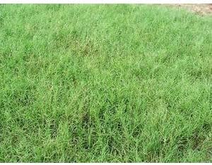Giant Bermuda Grass Seed (Coastal Bermuda Alternative) (25 lbs.)