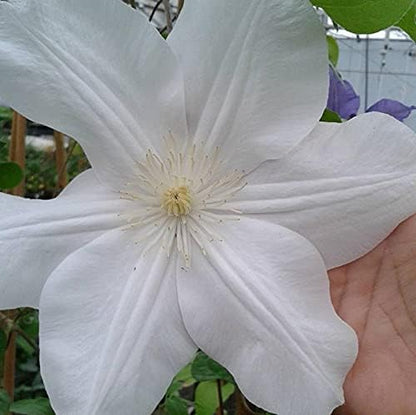Candida Clematis Vine - 10 Live Plants in 4 Inch Growers Pots - Clematis 'Candida' - 2 Years Old Ready to Be Planted - Bold and Beautiful Purple Flowering Vine
