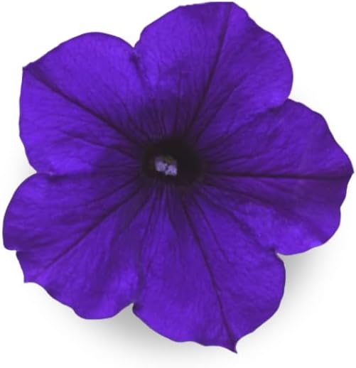 Blue Petunia - Complete Seed Pod Plugs with Plant Food - 10 Pods for Hydroponic Gardens, Click and
