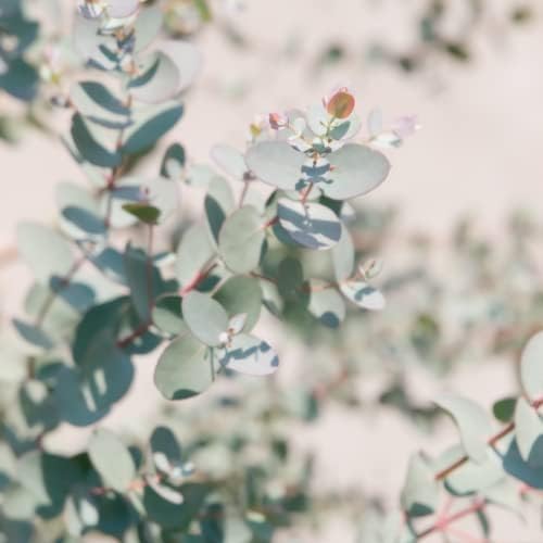 Park Seed Grow Your Own Eucalyptus Seeds Plant, Perfect for Indoor Growing and Spring Garden, Silver Dollar, Pack of 500
