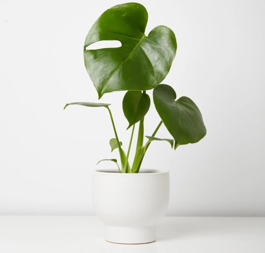 Deliciosa Monstera Plant Live, Swiss Cheese Philodendron Indoor Houseplant 4-9 Inches, Tropical Philodendron