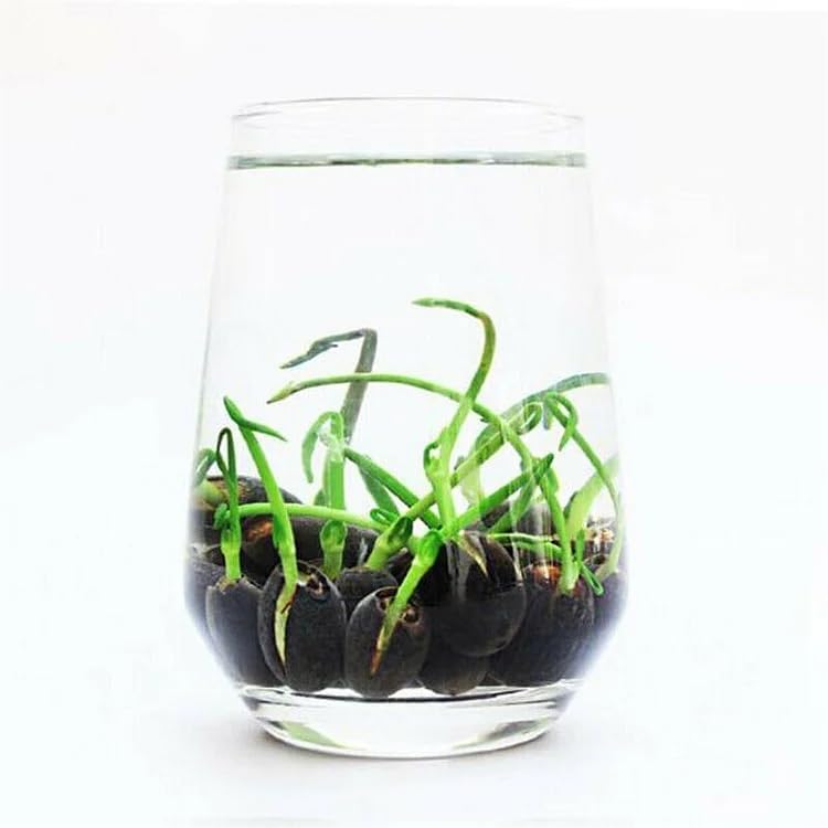 10pcs Pre-Sprouted Mixed Color Bonsai Bowl Lotus - Ideal Indoor and Outdoor Aquatic Plants, Ready to Thrive