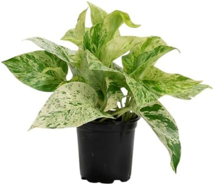 Variegated Green Yellow Pothos Live Plant, 4-6" Tall Hanging Houseplant, Pothos Plant for Indoor Outdoors Garden, Live Houseplants Without Pot