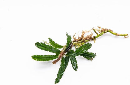 SubstrateSource Bucephalandra Velvet 3 Color Live Aquarium Plant - Natural Freshwater Fish Tank Decorations, Aquatic Decor (Plant (10-15 Leaves))