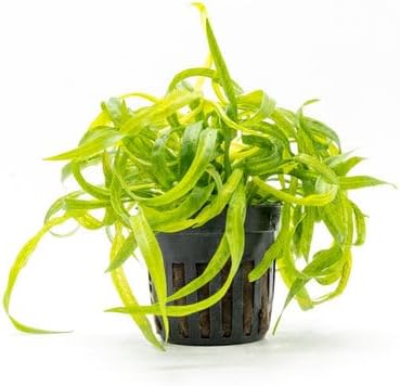 SubstrateSource Echinodorus Vesuvius Live Plant for Freshwater Aquariums, Natural Fish Tank Decorations, and Aquatic Decor (3 Pots (6-9 Plants))