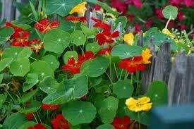 Clovers Garden Nasturtium Plants – Two (2) Live Plants – Non-GMO - Not Seeds - Each 4" to 8" Tall – in 4" Inch Pots – Deliciously Edible