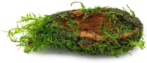 SubstrateSource Live Planted Decor - Christmas Moss (Vesicularia montagnei) on Clay - Low Light, Green Accent Freshwater Aquatic Plant, Foreground to Midground Placement for Aquascaping - 1 Pack
