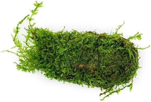 SubstrateSource Live Planted Decor - Christmas Moss (Vesicularia montagnei) on Clay - Low Light, Green Accent Freshwater Aquatic Plant, Foreground to Midground Placement for Aquascaping - 1 Pack