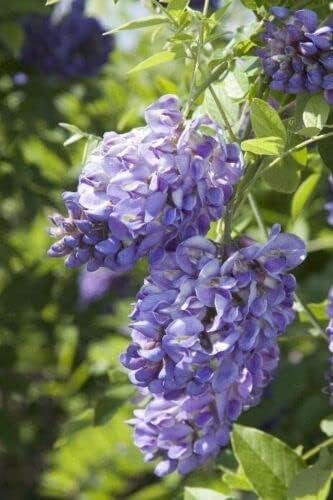 Amethyst Falls Wisteria Frutescens Vine | 10 Live Plants | Beautiful Drought Tolerant Fragrant Purple Flowering Vine