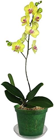 rePotme Slotted Clear Orchid Pots Growers Assortment (8 pots - 2 Each, Green Emerald)
