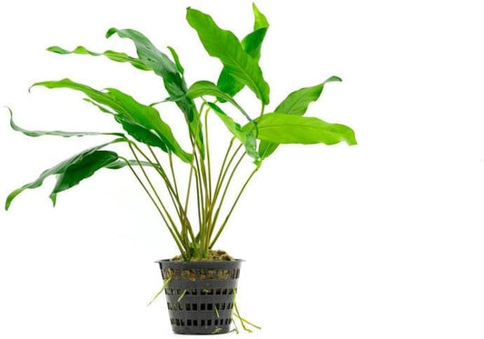 SubstrateSource Anubias Live Aquarium Plants - Potted Freshwater Plant for Fish Tanks, Terrariums - Beginner Friendly Low Light (Minima, Mother Plant)