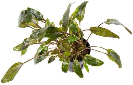 SubstrateSource Cryptocoryne Live Aquarium Plants - Freshwater Plant for Aquariums, Planted Fish Tanks - Beginner Friendly (Wendtii Brown, 1 Pot (3-5 Plants))