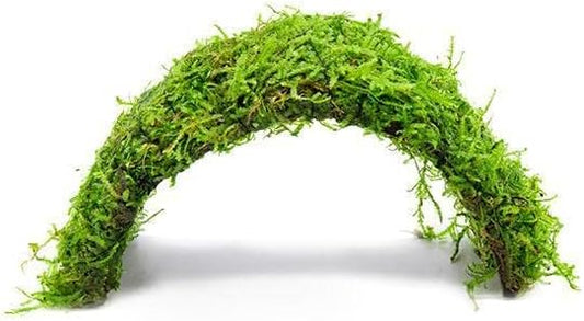 SubstrateSource Live Planted Decor - Christmas Moss (Vesicularia montagnei) on Coconut Shell Bridge - Low Light, Green Freshwater Aquatic Plant, Foreground Aquarium Placement for Aquascaping - 1 Pack
