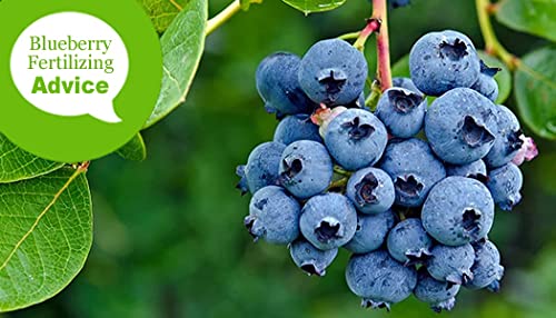Blueberry Bush Granular Sulfur Fertilizer (Soil Acidifier) - 50 Lbs..