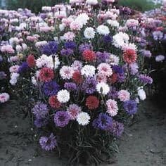 Non GMO Bulk Cornflower/Bachelor Button Seeds -Tall Mix Centaurea cyanus (1/2 Lb) 45,000 Seeds