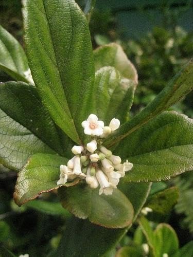 Viburnum Suspensum | 2 Large Gallon Size Plants I Sandankwa I Live Durable Evergreen Shrub with Fragrant Blooms, Ideal for Hedges, Privacy Screens, and Ornamental Landscaping