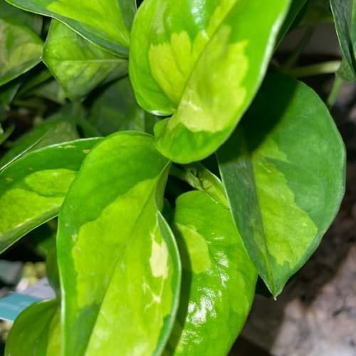 Green Pothos Live Plant, 4-6" Tall Hanging Houseplant, Pothos Plant for Indoor Outdoors Garden, Live Houseplants Without Pot