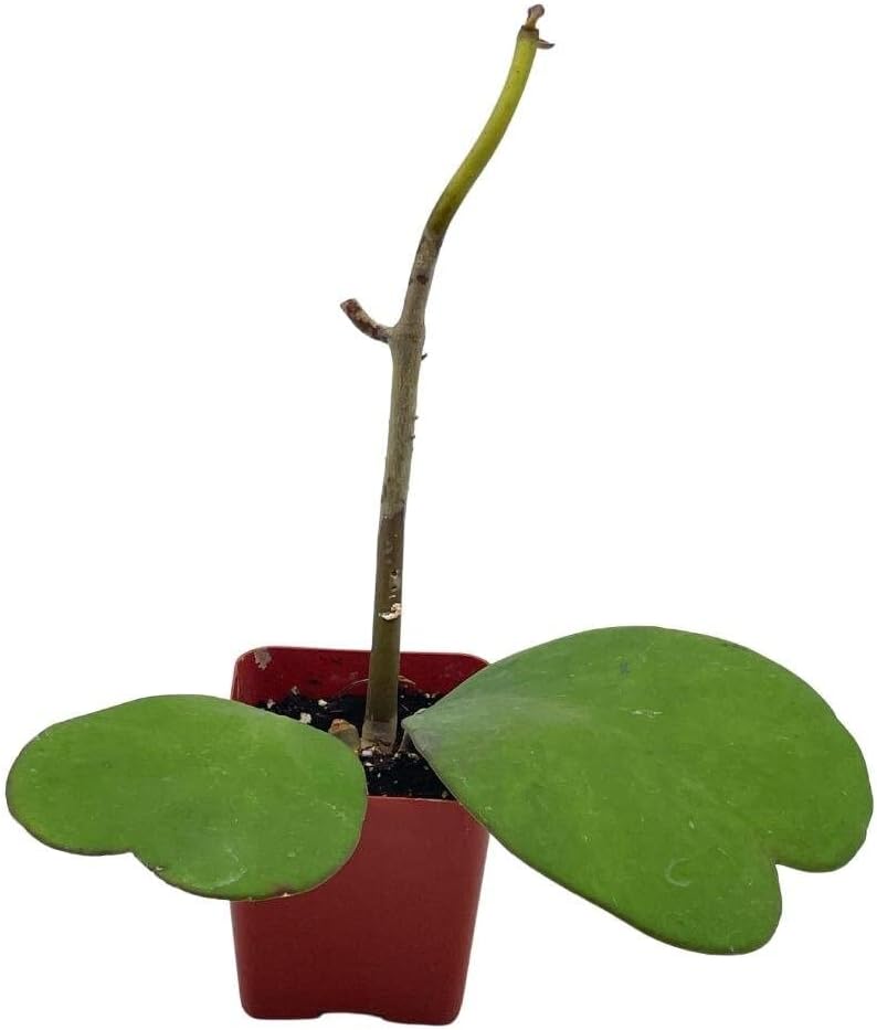 BubbleBlooms Hoya Kerrii Hearts On The Vine, with at Least 2+ Hearts, Vining Plant in a 2 inch Pot Well Rooted