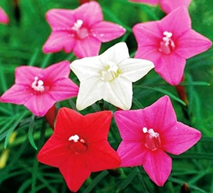 Seeds Flowers Cypress Vine Mix (Quamoclit) - 30 Seeds