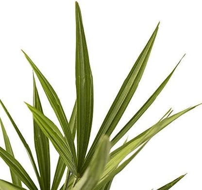 American Plant Exchange Windmill Palm Tree – 4-Inch Pot – Live Cold Hardy Tropical Plant, Drought Tolerant and Easy Care for Outdoor Landscapes, Gardens, or Patio Decor
