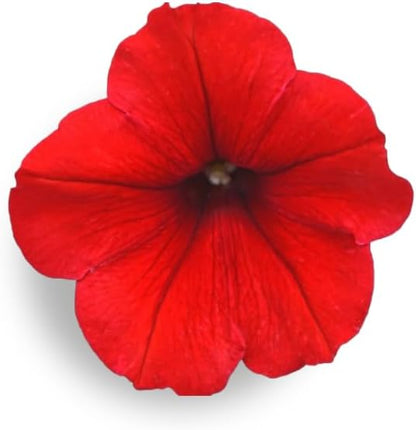 Red Petunia - Complete Seed Pod Plugs with Plant Food - 10 Pods for Hydroponic Gardens, Click and Grow, Lettuce Grow and Outdoor Gardens