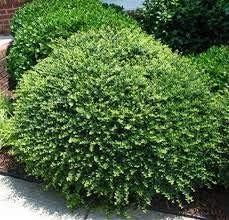 Helleri Holly Shrub | 10 Live Plants I Ilex Cornutal | Compact Evergreen Ideal for Low Borders, Formal Gardens and Ornamental Plantings, Dense, Small Leaves for Refined Look