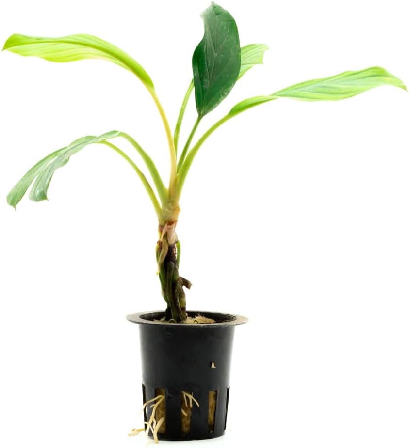 SubstrateSource Live Jungle Plant - Homalomena sp. 'Silver' - Easy Care, Low to Medium Light, Silver-Green Accent, Freshwater Terrestrial Plant for Paludariums and Ripariums - Pot