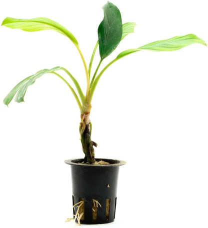 SubstrateSource Live Jungle Plant - Homalomena sp. 'Silver' - Easy Care, Low to Medium Light, Silver-Green Accent, Freshwater Terrestrial Plant for Paludariums and Ripariums - Pot