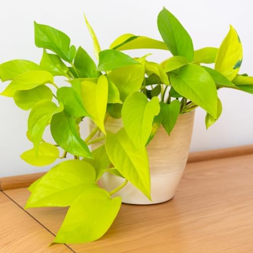 Neon Pothos Live Plant, 4-6" Tall Hanging Houseplant, Pothos Plant for Indoor Outdoors Garden, Live Houseplants Without Pot