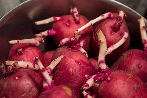 Red Pontiac Certified Seed Potatoes 3Lb - Non GMO - Naturally Grown - Whole Potatoes - Ready for Planting