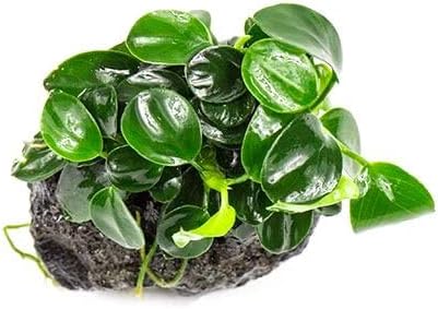 SubstrateSource Live Planted Decor - Bucephalandra Godzilla (Bucephalandra sp.) on Lava Stone - Low to Medium Light, Dark Green with Blue Iridescence, Foreground to Midground Tank Placement - 1 Pack