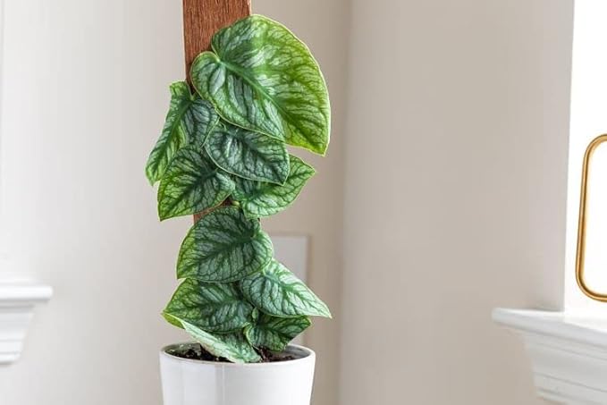 Monstera Dubia Potting Mix - Provides Essential Nutrients and Aeration for Healthy Growth - 5 Quart