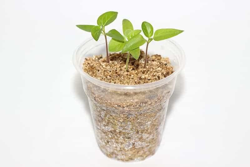 Gardenera Perlite and Vermiculite Mix for Cactus, Succulent, and Bonsai Trees - 10 Quart - Promote Healthy Growth and Drainage (2 Bags of 5 Quart)