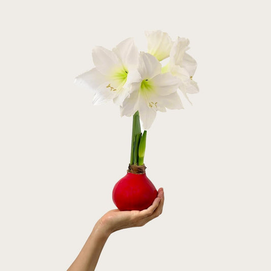 Waxed Amaryllis Bulb – Red Wax, White Blooms – Extra Large, No Water Needed, Winter Holiday Flower Décor & Gift-Ready for Thanksgiving, Christmas & New Year (1 Pack)