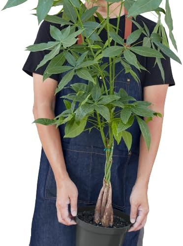 Money Tree 'Guiana Chestnut' Pachira Braid Live Plant for Indoor | Different Houseplants in 4'' & 6'' Pot | Real House Plant for Living Room, Office, Desk & Bathroom |