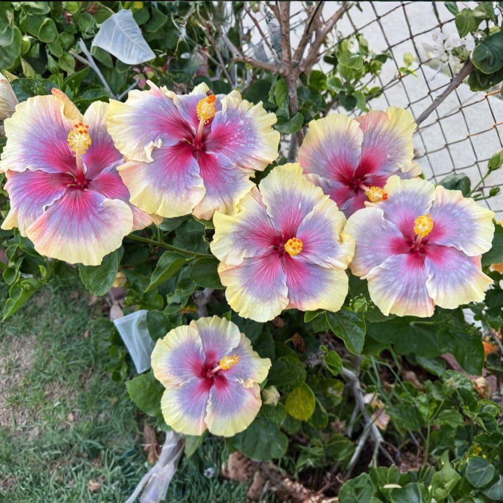 Purple Yellow Hibiscus Live Plant – 5–7 Inch Tropical Hibiscus Flower, Hardy Outdoor Hibiscus for Garden, Patio & Landscape Planting