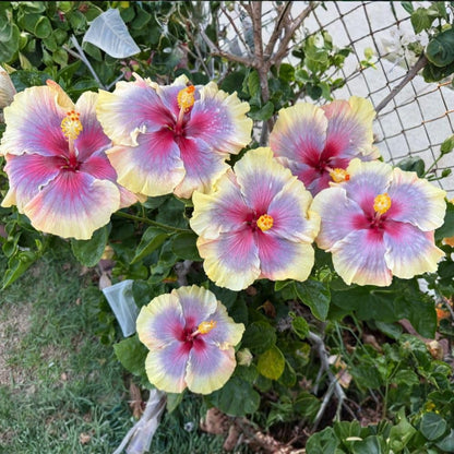Purple Yellow Hibiscus Live Plant – 5–7 Inch Tropical Hibiscus Flower, Hardy Outdoor Hibiscus for Garden, Patio & Landscape Planting