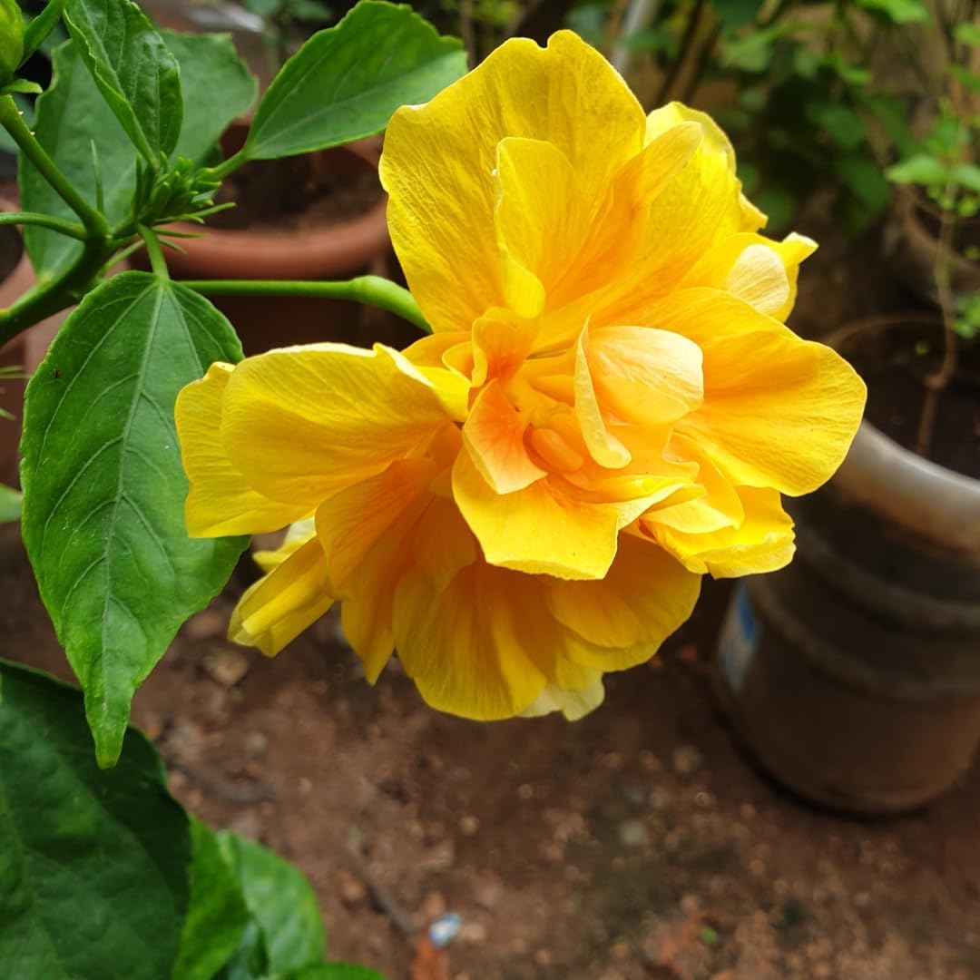 Live Hibiscus Plant – Double Golden Peach Variety, 8–12 Inch Tall Tropical Flower Plant, Hardy Outdoor Hibiscus for Garden, Patio & Containers, Ready to Bloom