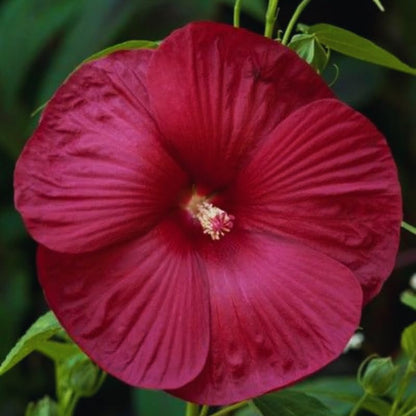 Red Hardy Hibiscus Live Plant – 5–7 Inch Tall Perennial Hibiscus Tree, Outdoor Flowering Plant for Garden, Landscape & Patio