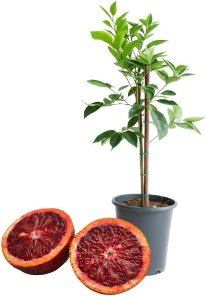 Blood Orange Tree in 2 Gallon, 2 Ft Tall Large Orange Trees Live Plants for Outdoors, No Ship to CA