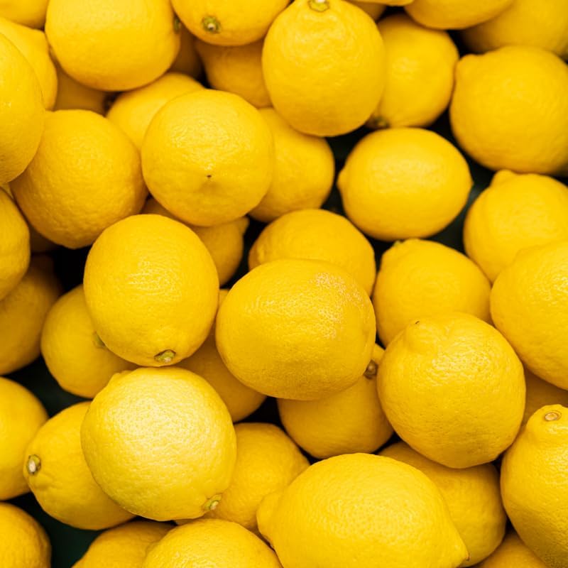 Lisbon Yellow Lemon Tree, 2 to 3 feet Live Lemon Trees, Yellow Lemon Tree Live Plant in Pot, Live Lemon Tree, Grafted Lemon Tree for Outdoor Garden, No Ship to CA