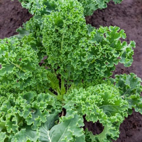 Kale Plants - Set 2 Pots, Kale Plants Live in 4 Inch Pot, Hardy Vegetable Plant for Planting