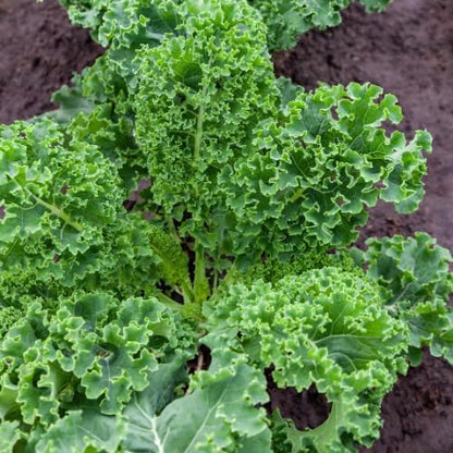 Kale Plants - Set 2 Pots, Kale Plants Live in 4 Inch Pot, Hardy Vegetable Plant for Planting