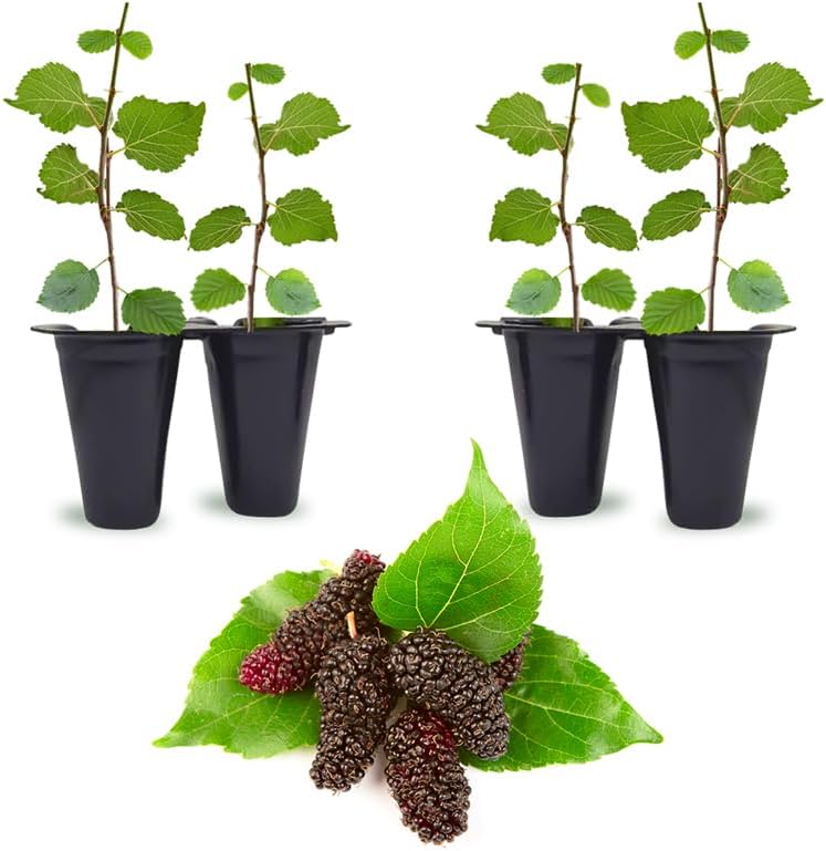 Mulberry Illinois Everbearing Plant (4 Pack) | Real Live Fruit Plants for Sale| Easy to Grow Live Plants for Organic Gardens | Organic Landscaping, and Indoor or Outdoor Planting.