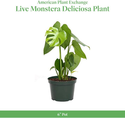 American Plant Exchange Monstera Deliciosa - Live 6-Inch Pot, Easy-Care Split Leaf Vine, Low-Maintenance Air Purifying Houseplant for Home, Office & Garden Décor