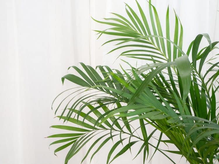 GARDENERA Palm Tree Potting Mix - The Ultimate Soil for Strong and Healthy Palms - Top Choice for Palm Tree Growers ? [20 Quart Bag]