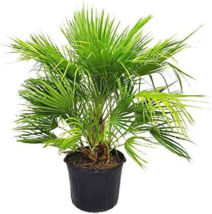 European Fan Palm Tree - Live Tree - Overall Height 36" to 44" - 7 Gallon Pot - Tropical Plants of Florida (Plant Only)