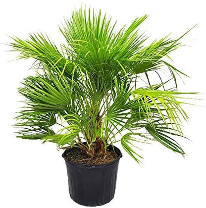 European Fan Palm Tree - Live Tree - Overall Height 36" to 44" - 7 Gallon Pot - Tropical Plants of Florida (Plant Only)